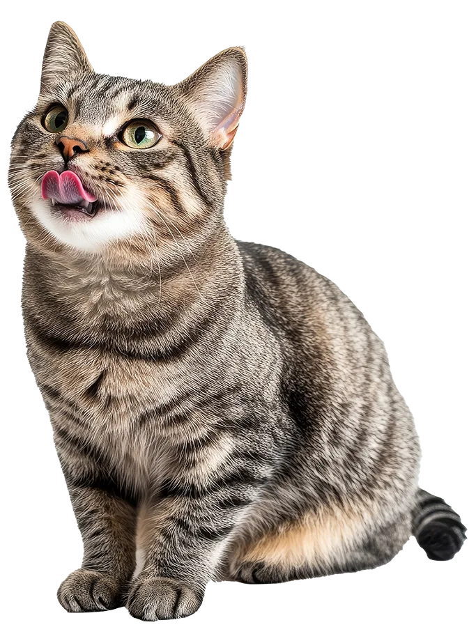 cat cat