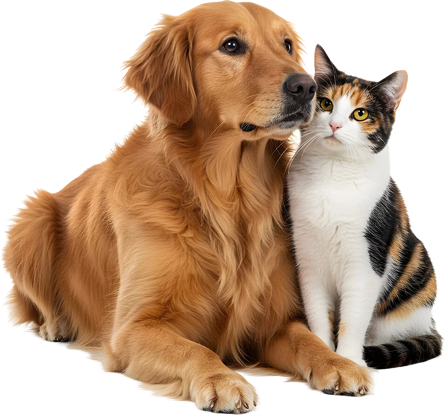 dog and cat dog and cat