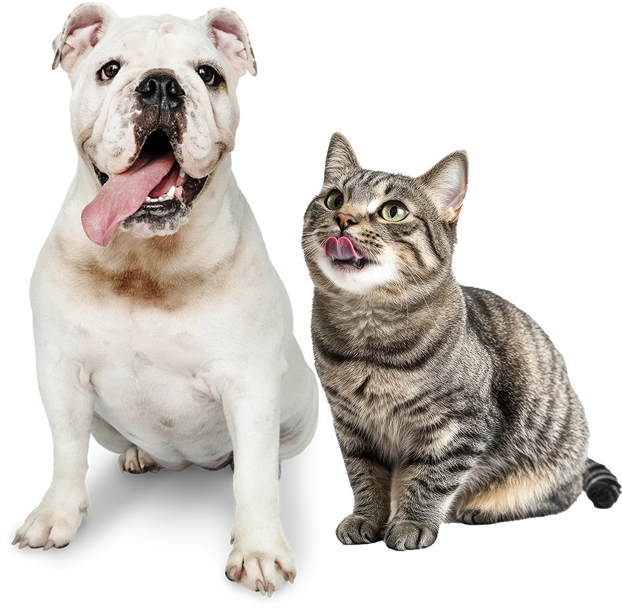 dog and cat dog and cat