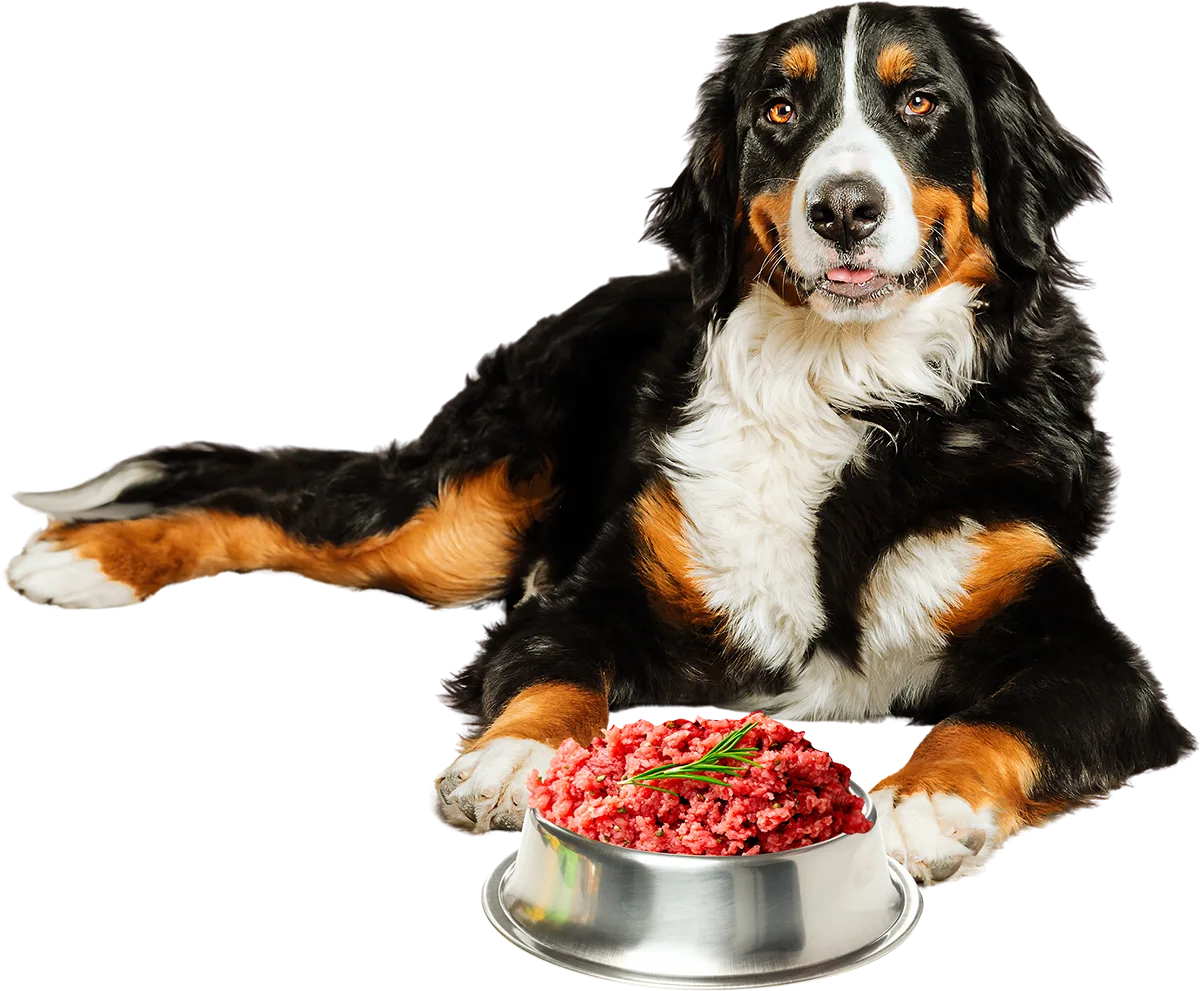 dog with barf bowl