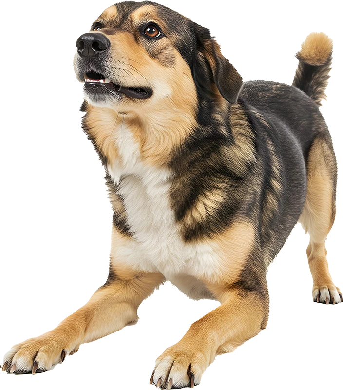 stray dog bone barf the dog
